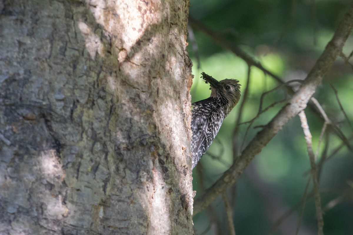 Williamson's Sapsucker - ML593705491