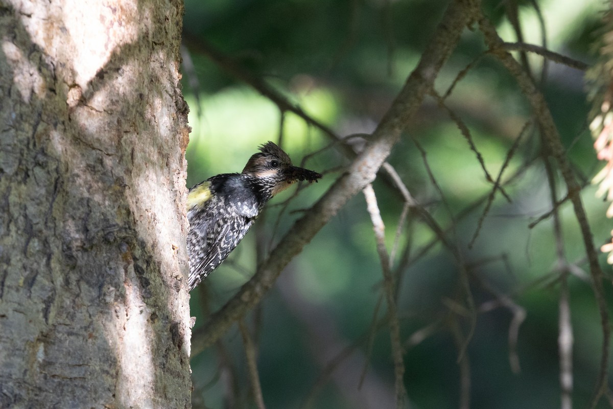 Williamson's Sapsucker - Cory Gregory