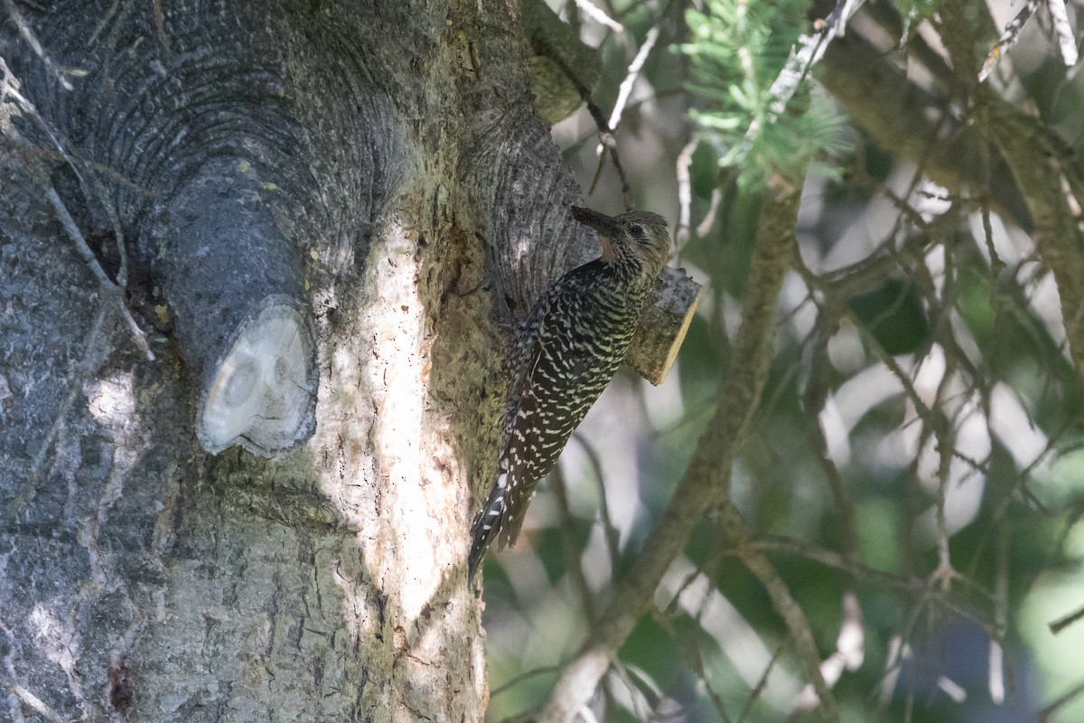 Williamson's Sapsucker - ML593705511