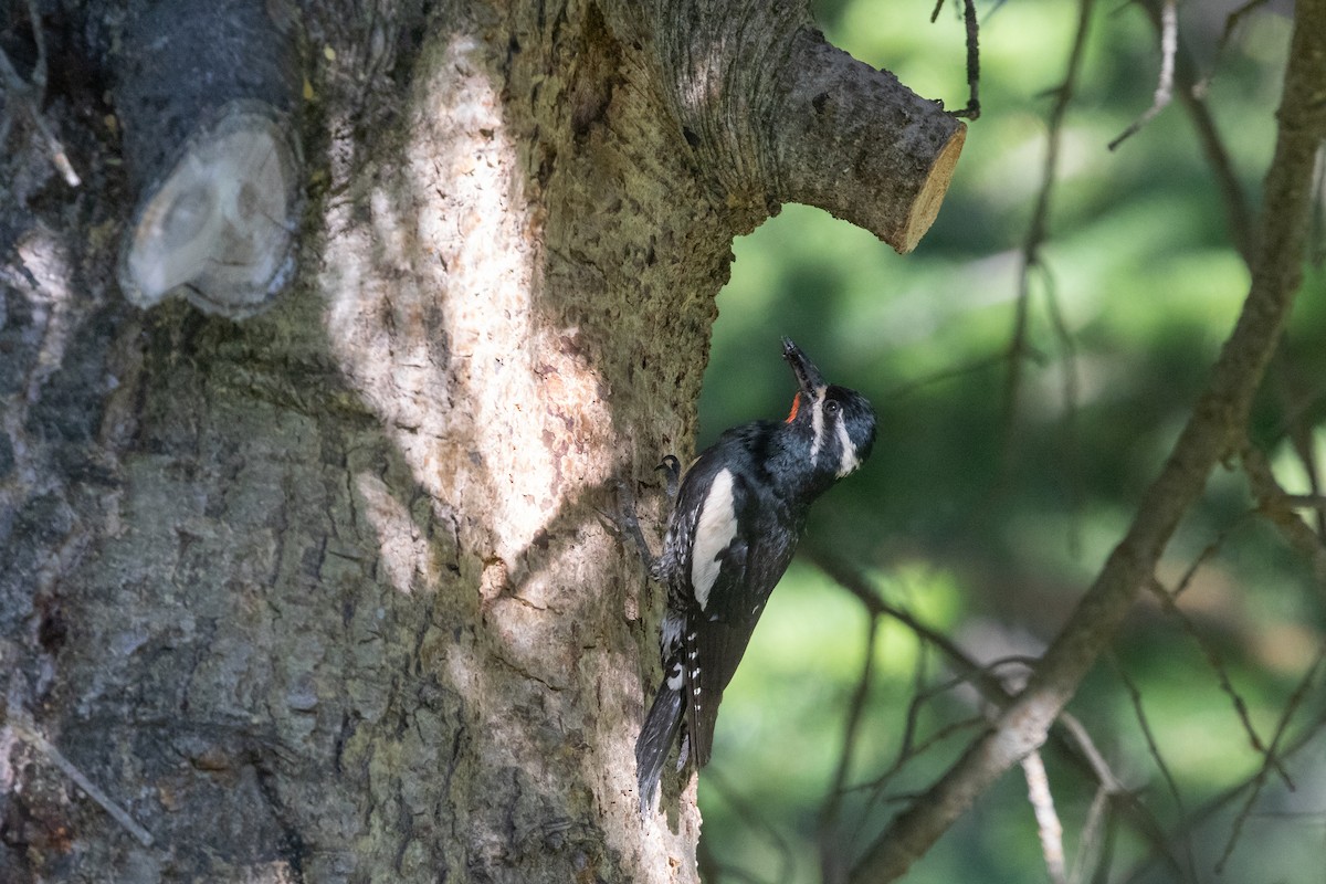 Williamson's Sapsucker - Cory Gregory