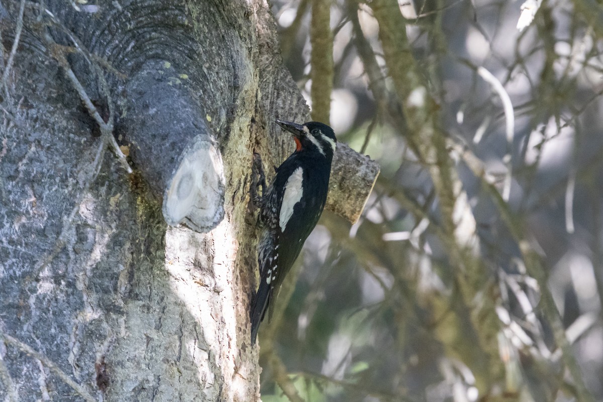 Williamson's Sapsucker - Cory Gregory