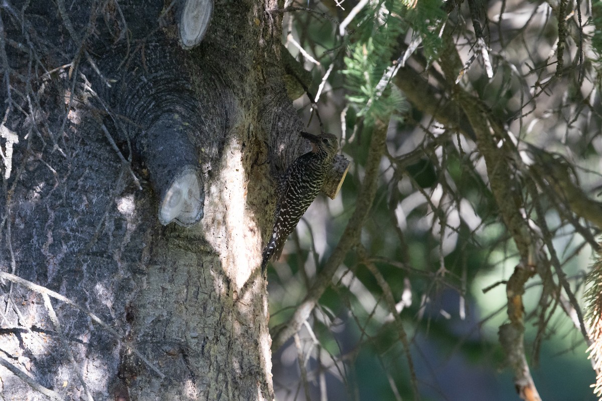 Williamson's Sapsucker - ML593705541