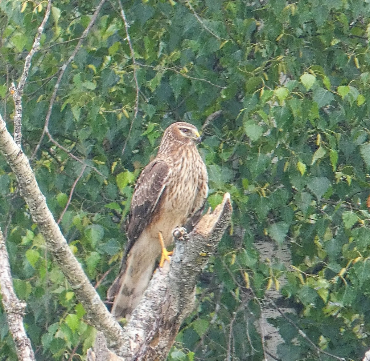 Northern Harrier - ML593707721