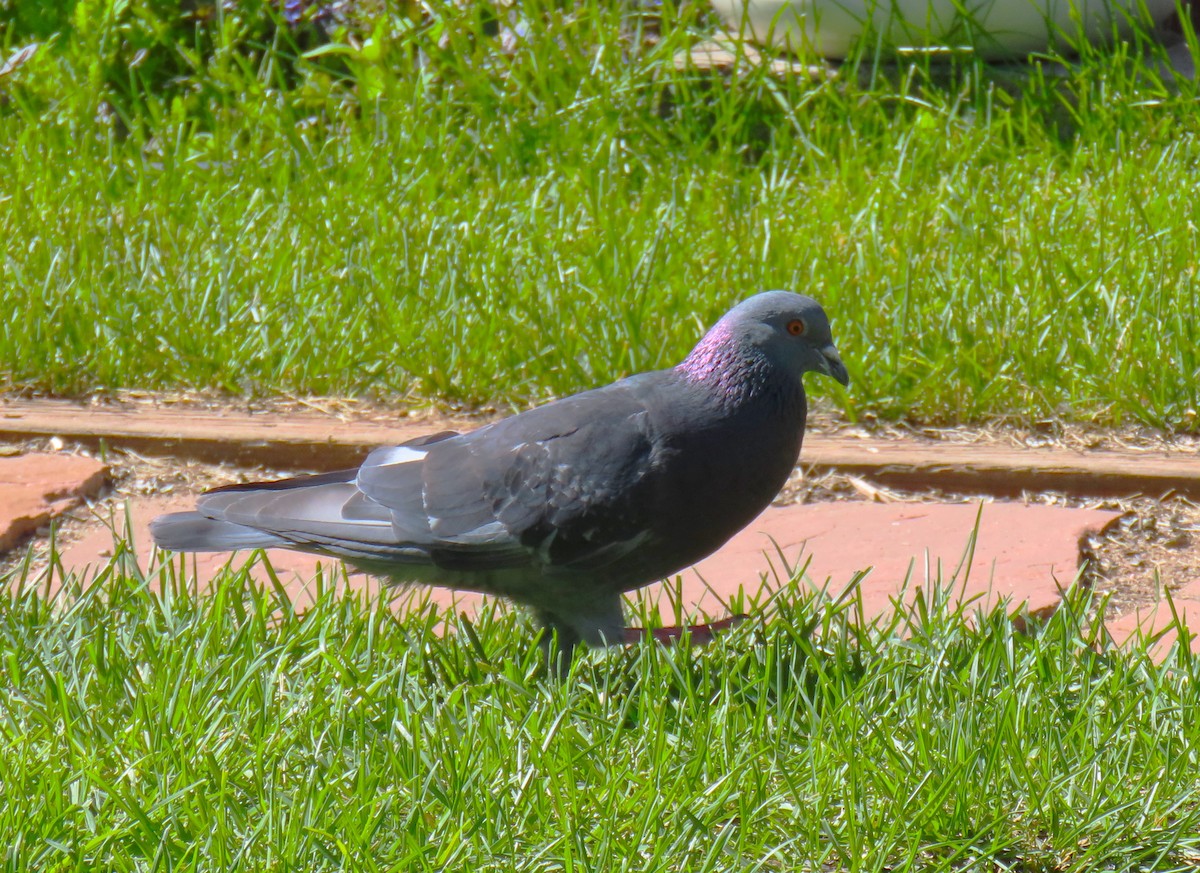 Rock Pigeon (Feral Pigeon) - ML593707781
