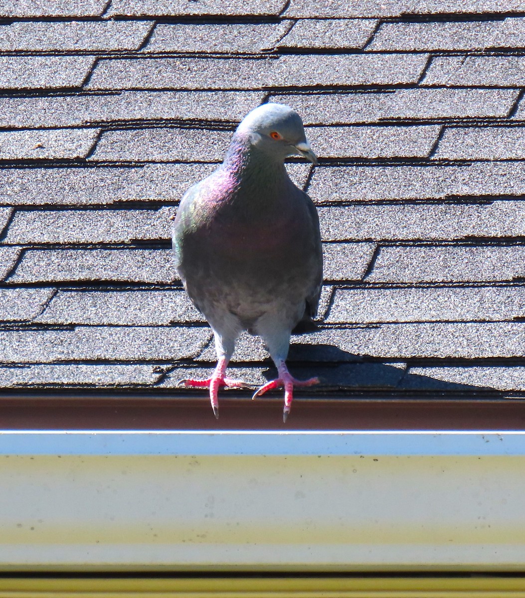 Pigeon biset (forme domestique) - ML593707801