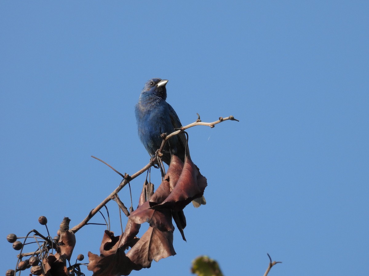 Indigo Bunting - Patty McQuillan
