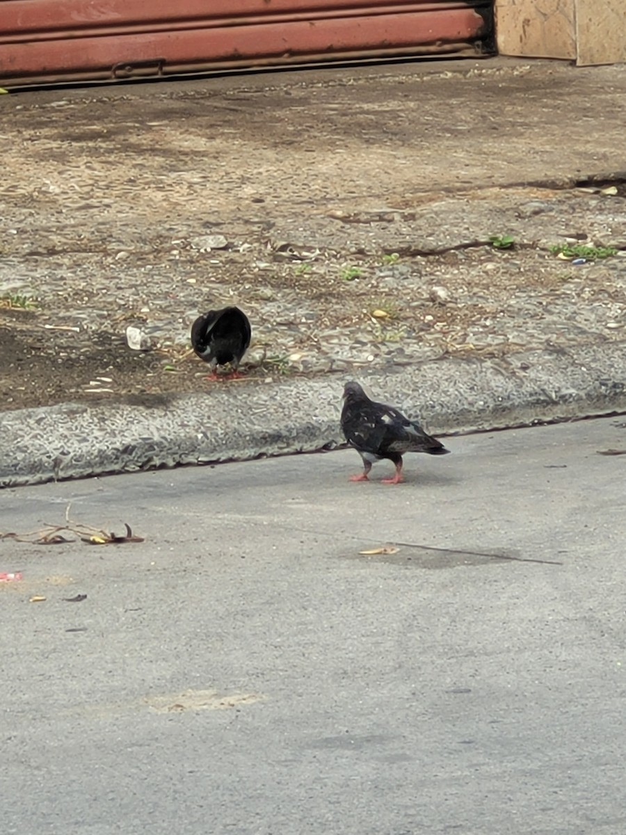 Rock Pigeon (Feral Pigeon) - ML593708761