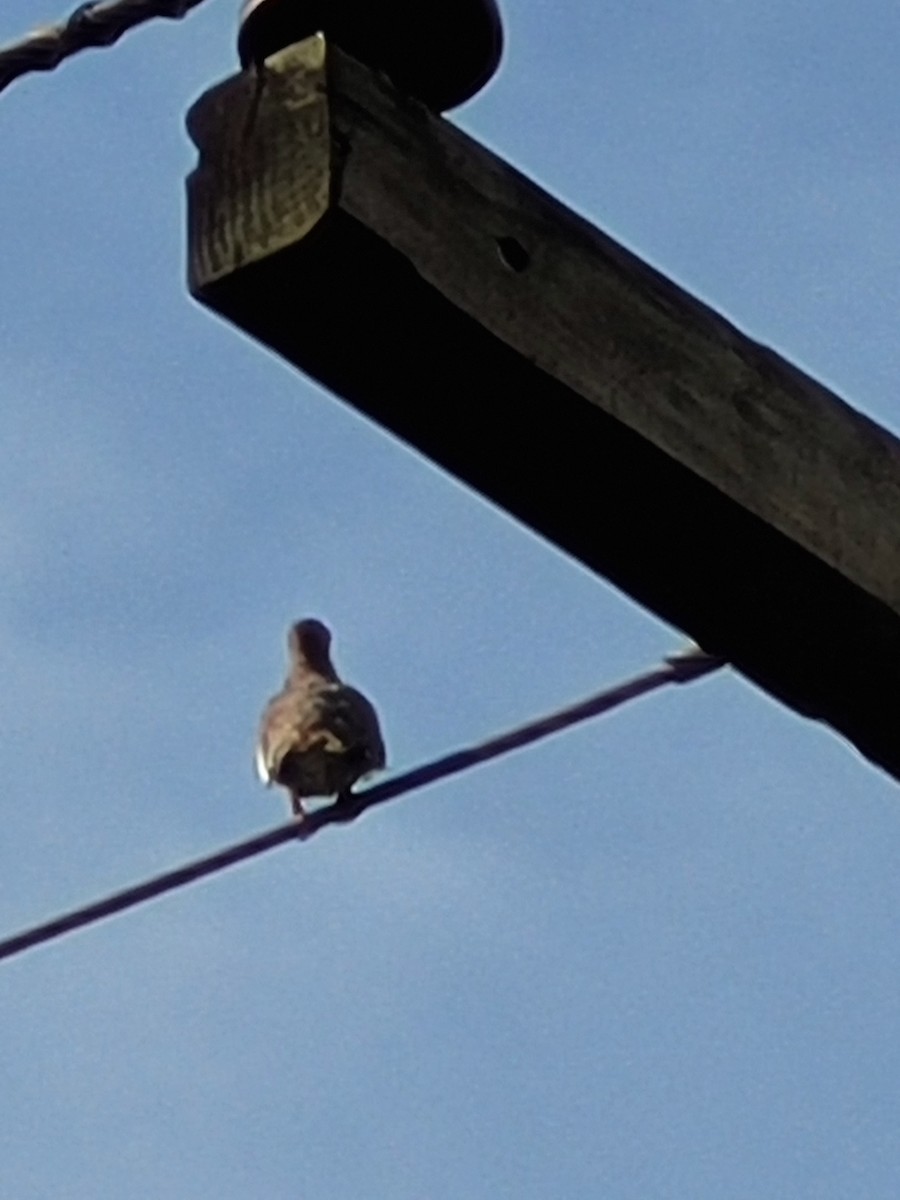 White-winged Dove - ML593709011