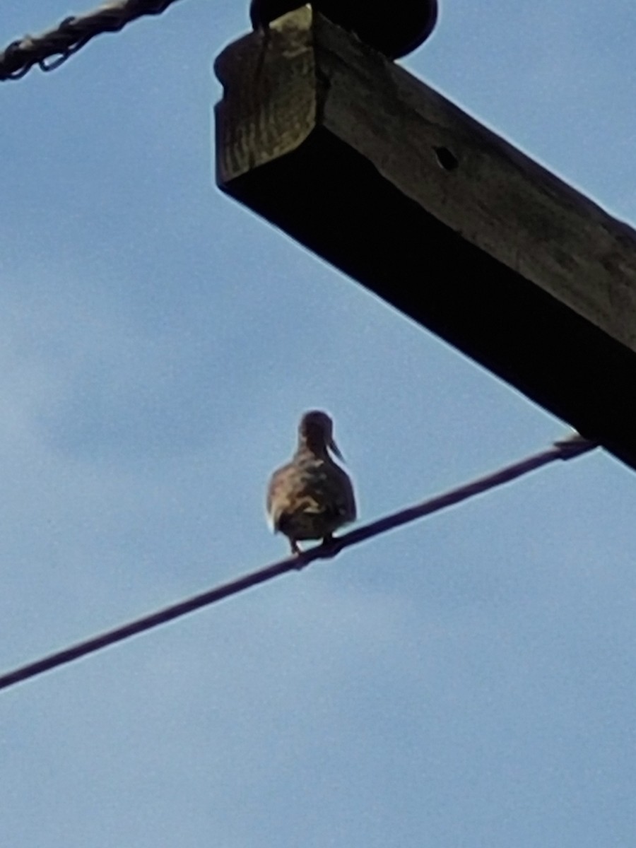 White-winged Dove - ML593709051