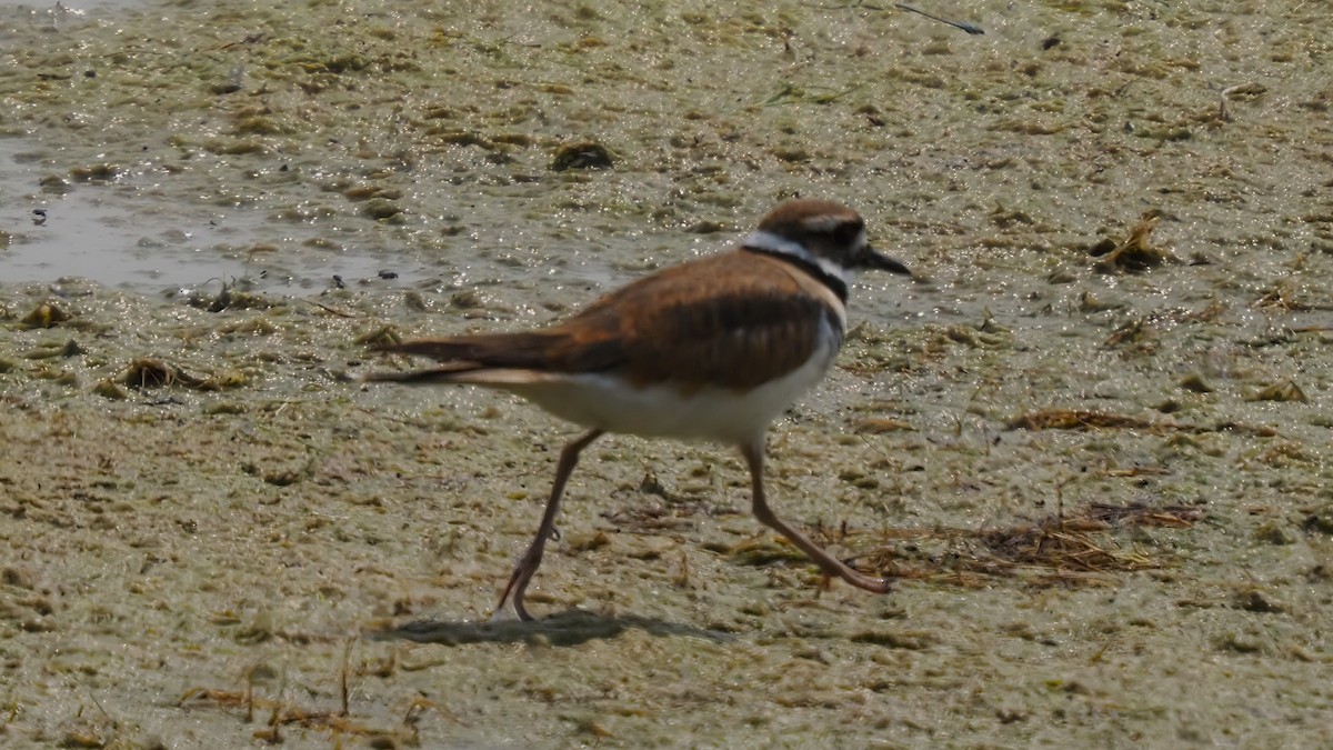 Killdeer - Mark Cloutier