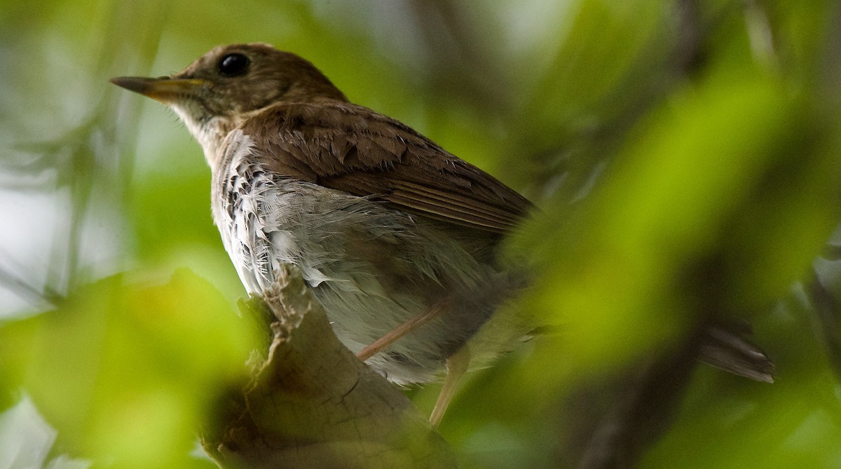 Veery - ML593710761