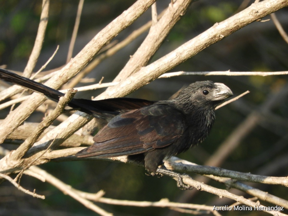 Groove-billed Ani - ML593711361
