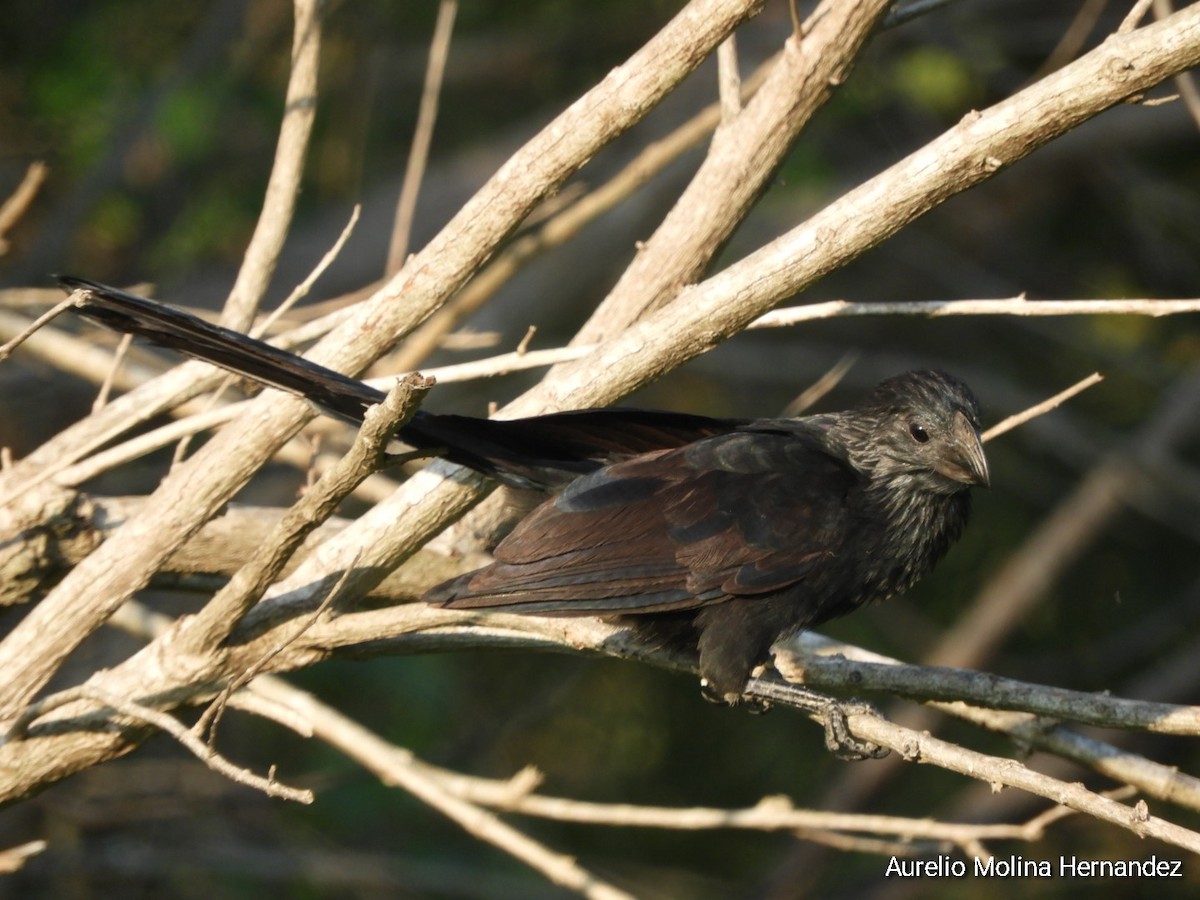 Groove-billed Ani - ML593711371