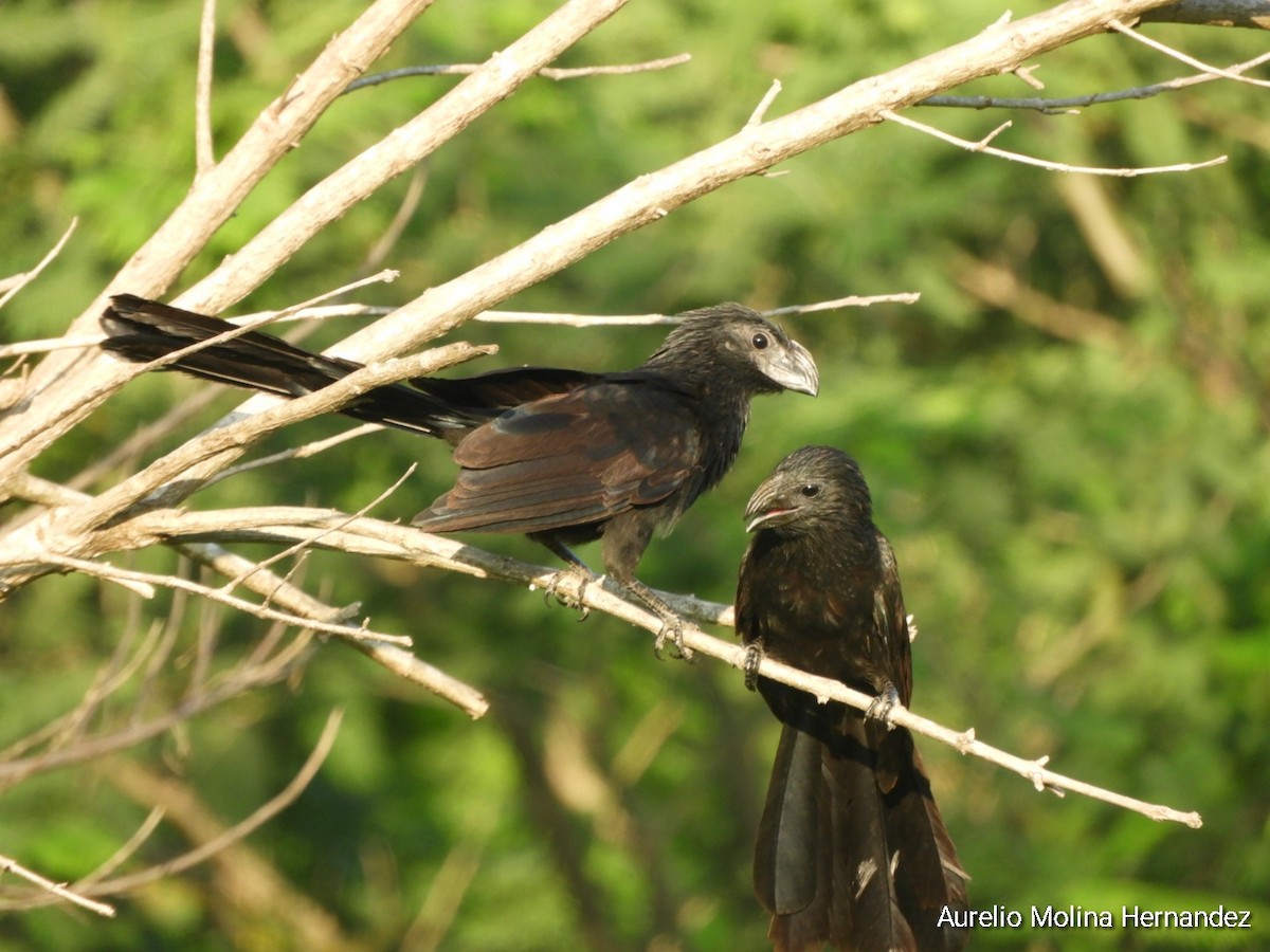 Groove-billed Ani - ML593711381