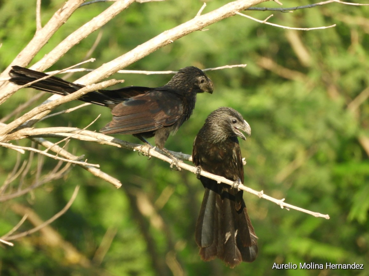 Groove-billed Ani - ML593711391