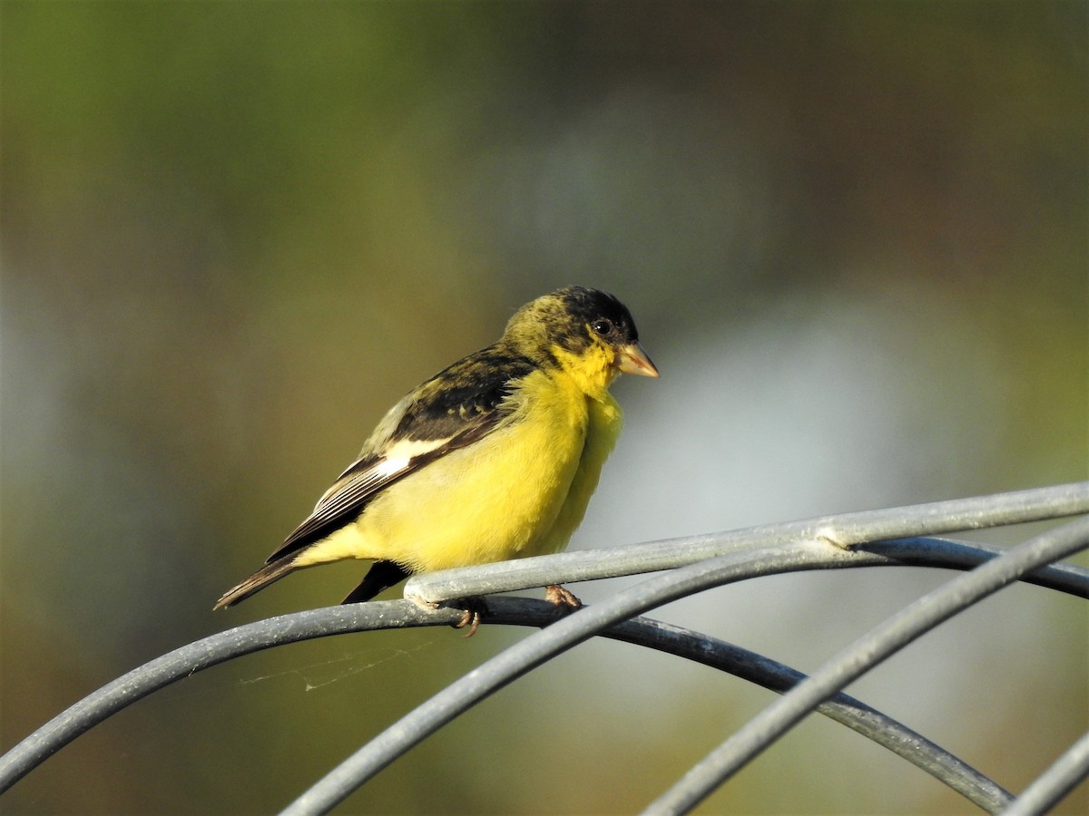 Lesser Goldfinch - ML593711461