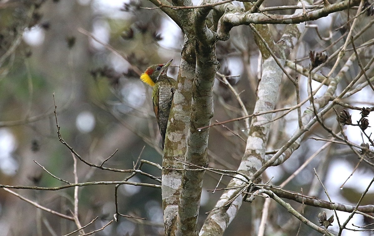 Lesser Yellownape - ML593711481