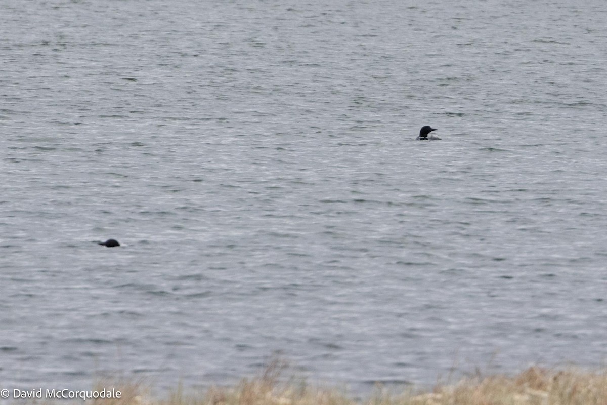 Common Loon - ML593711531