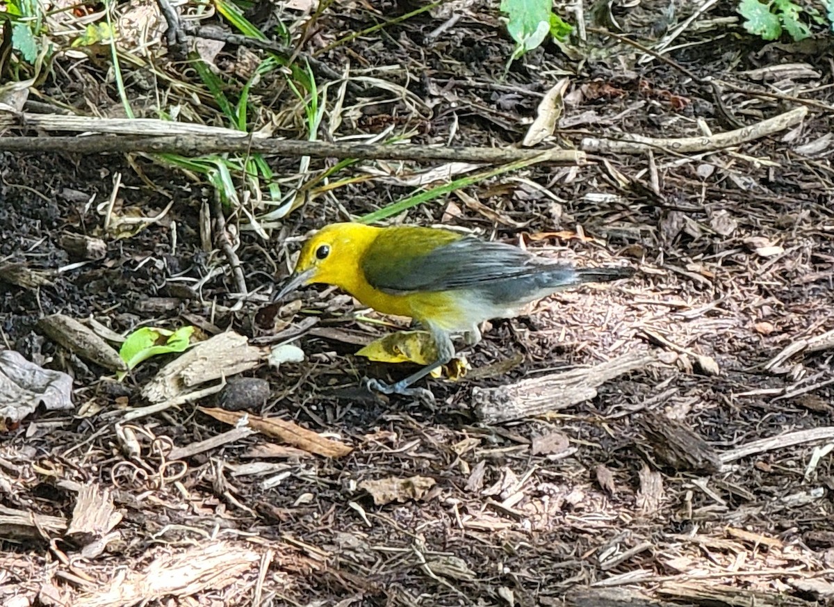 Prothonotary Warbler - ML593716491