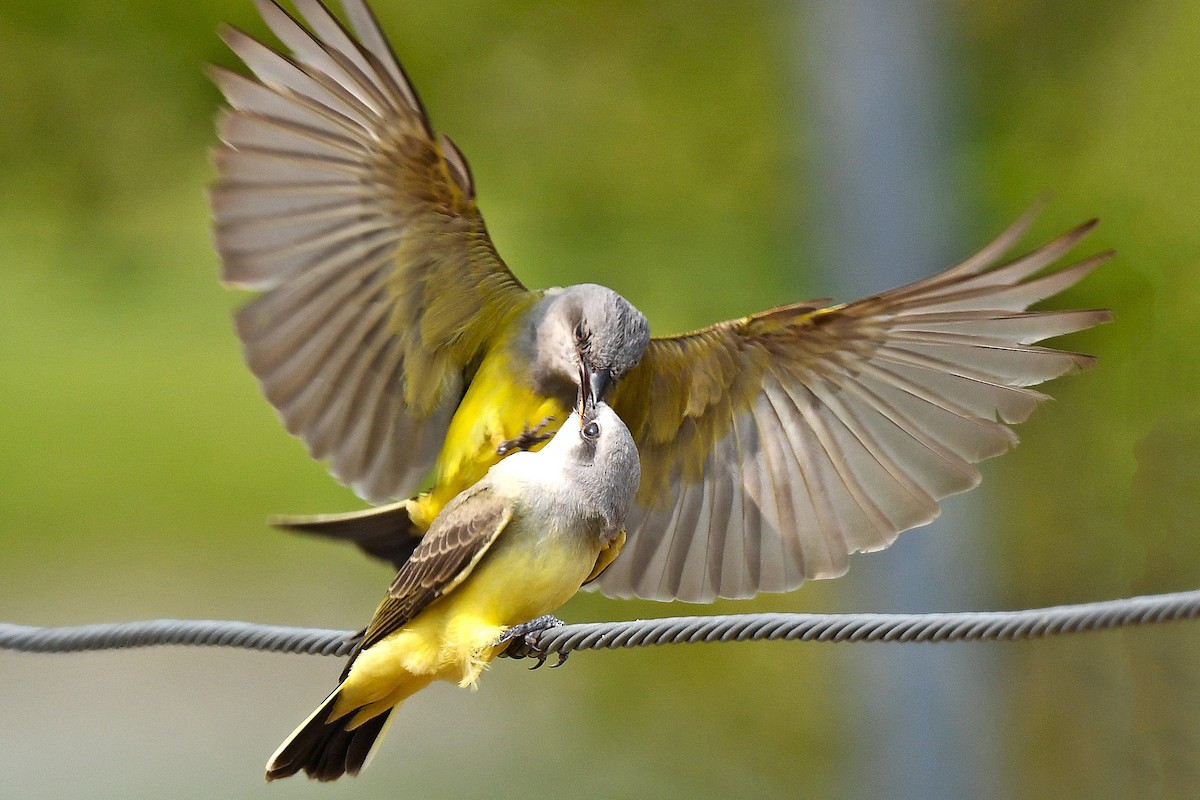 Western Kingbird - ML593718601