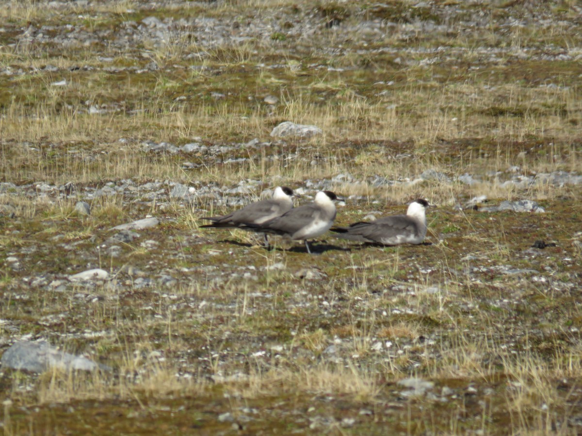 Parasitic Jaeger - ML593718851