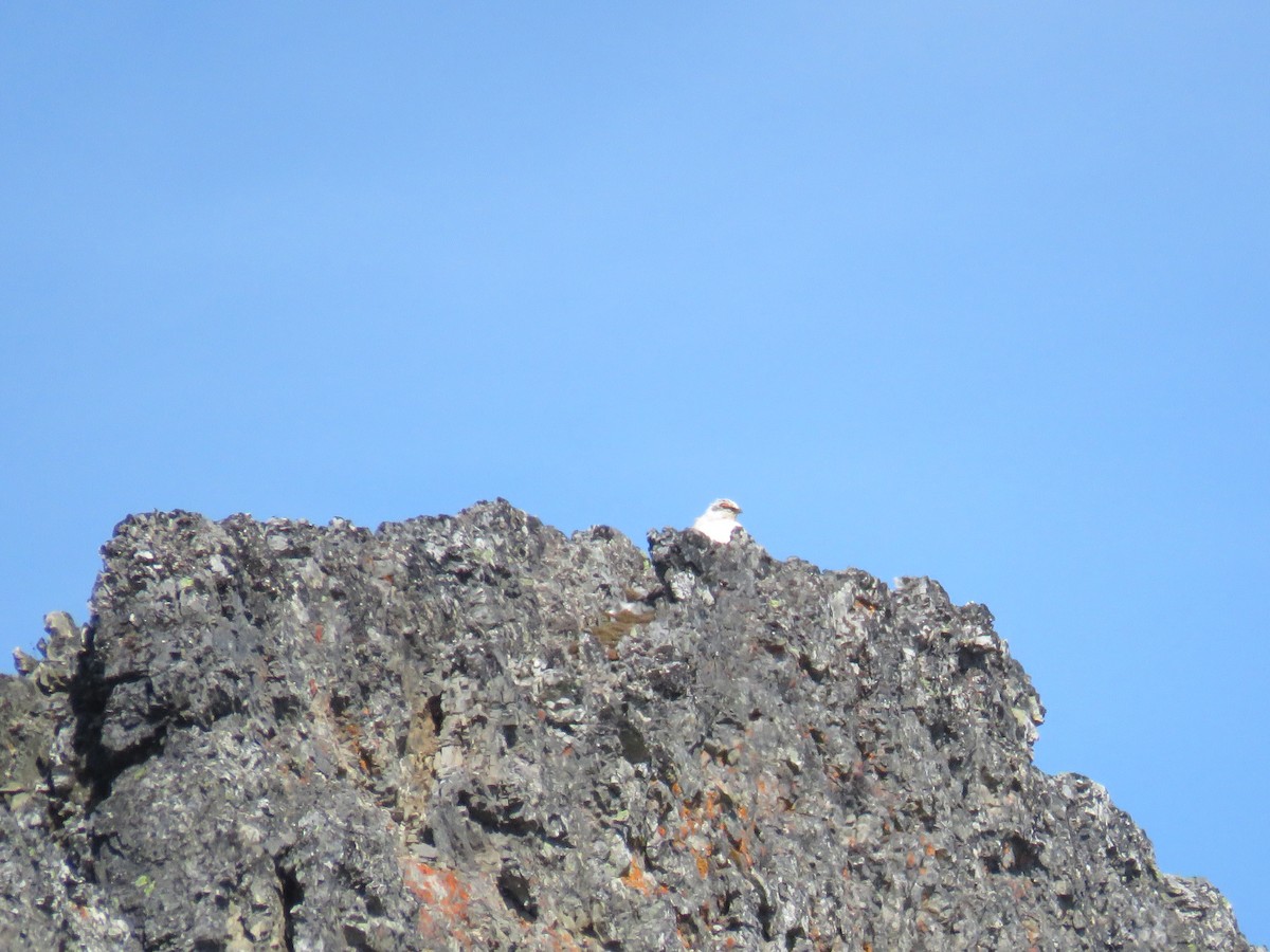 Rock Ptarmigan - Jose Antonio Garcia