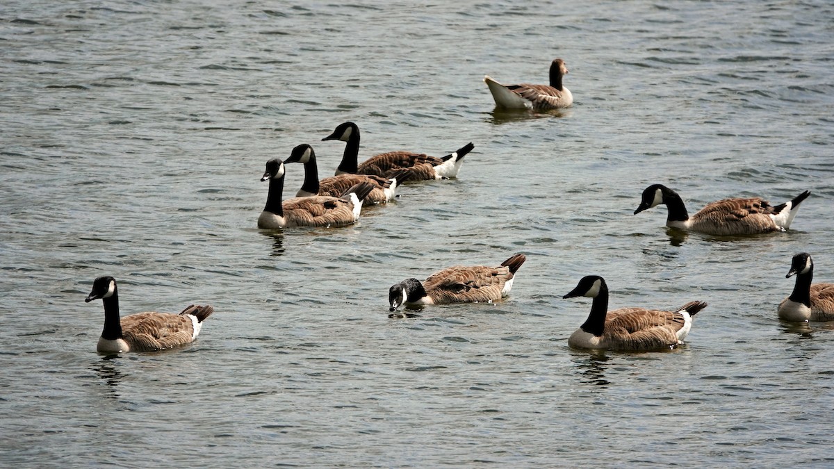 Canada Goose - ML593719101