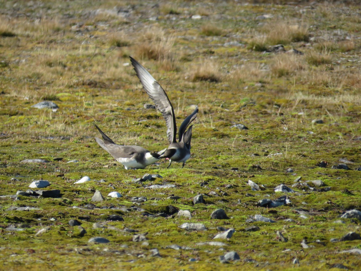 Parasitic Jaeger - ML593719271