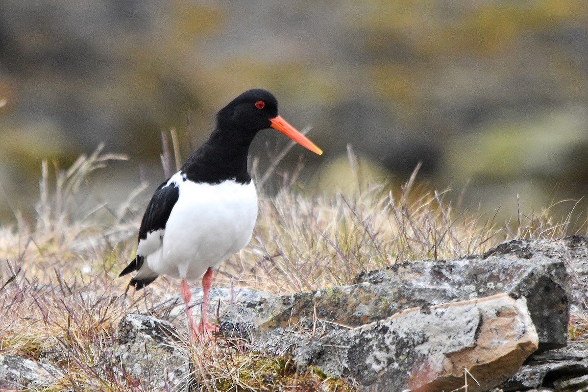 Eurasian Oystercatcher - ML593719281