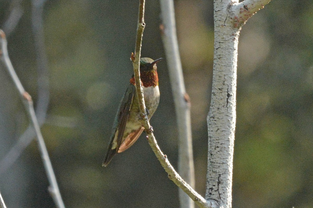 Ruby-throated Hummingbird - Troy Hibbitts