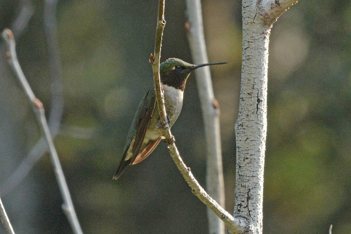 Yakut Boğazlı Kolibri - ML593719771