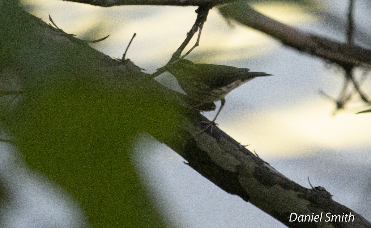 Louisiana Waterthrush - ML593719971