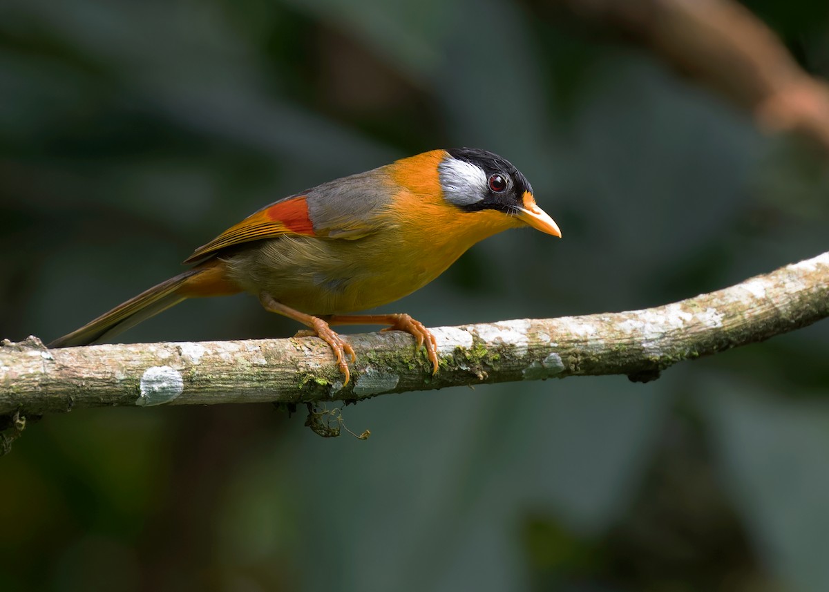 Leiótrix Cariblanco (grupo argentauris) - ML593720541