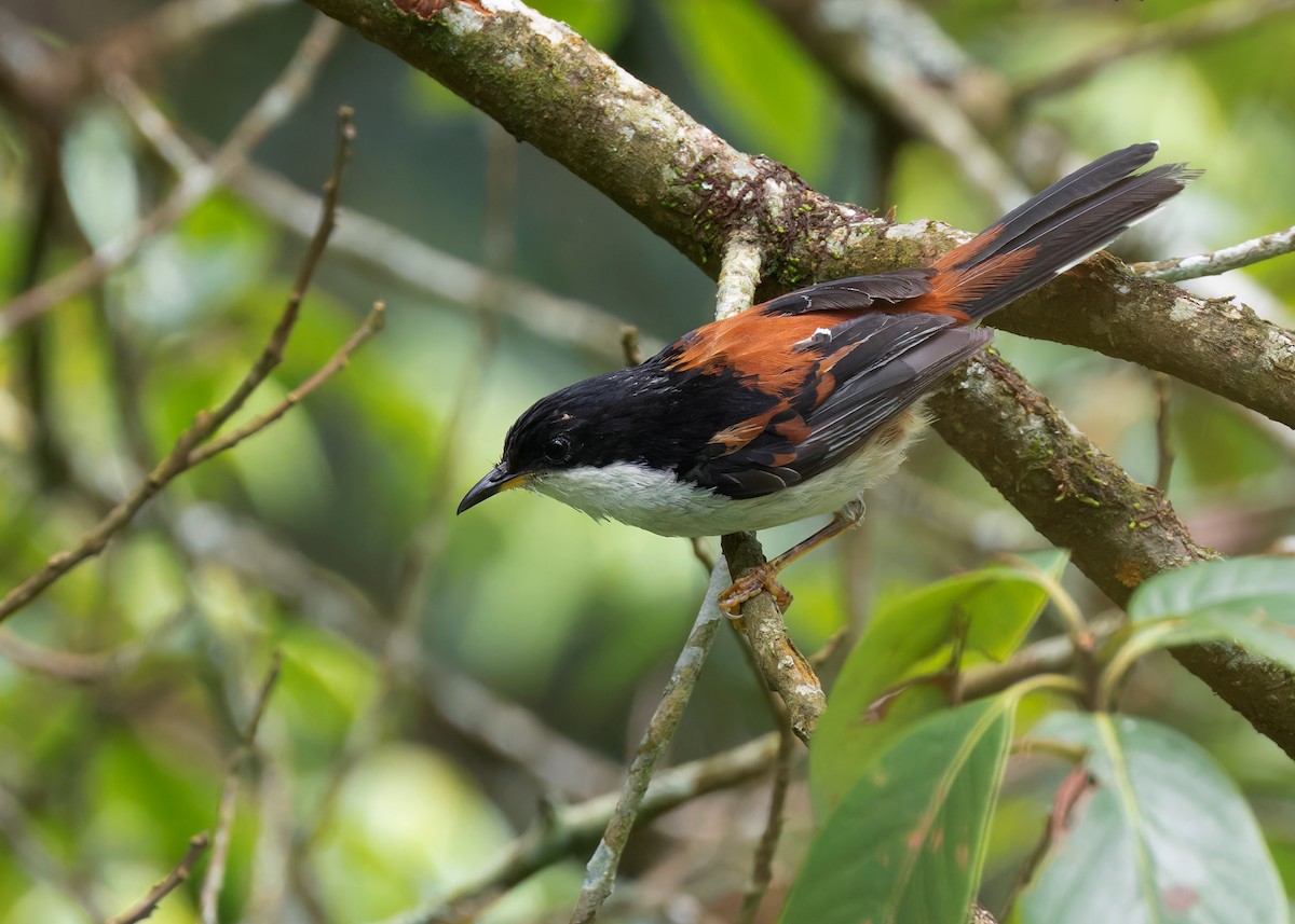 Rufous-backed Sibia (Rufous-backed) - ML593720611