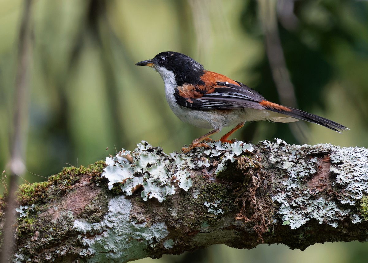 Rufous-backed Sibia (Rufous-backed) - ML593720621