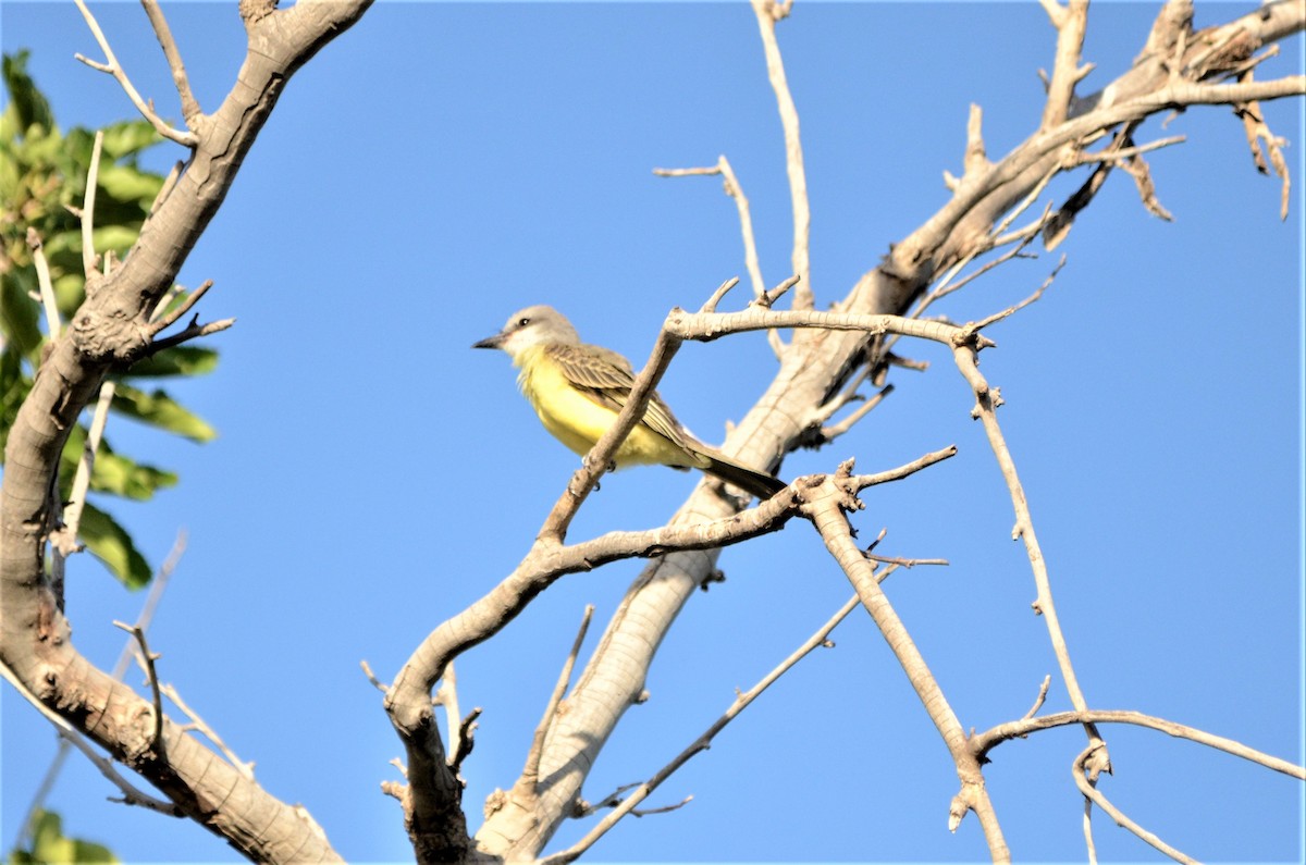 Tropical Kingbird - ML593722141