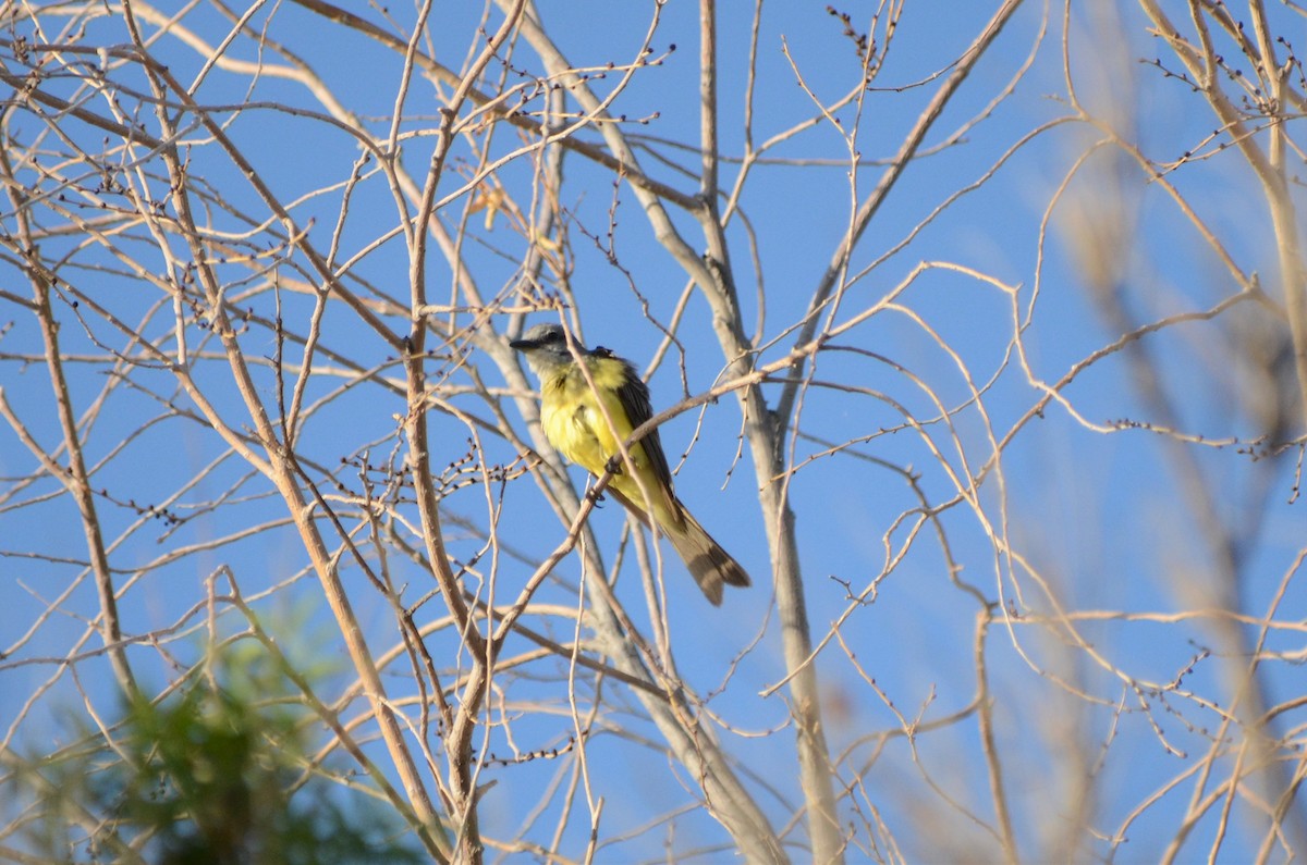 Tropical Kingbird - ML593722161