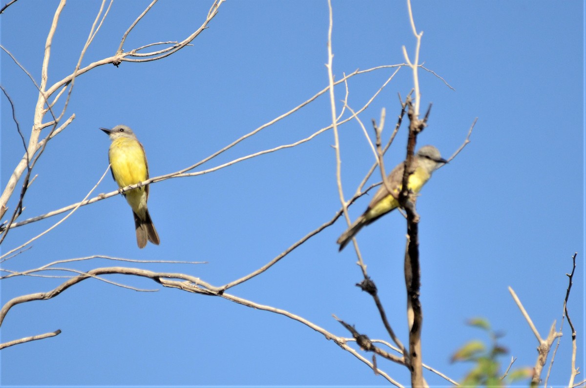 Tropical Kingbird - ML593722371