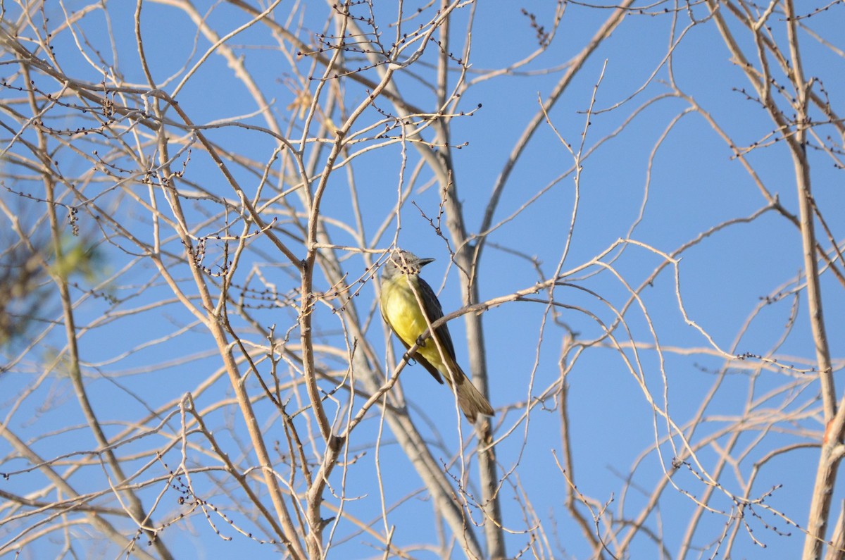 Tropical Kingbird - ML593722381