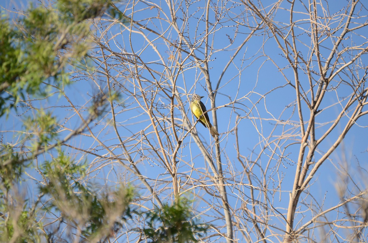 Tropical Kingbird - ML593722411