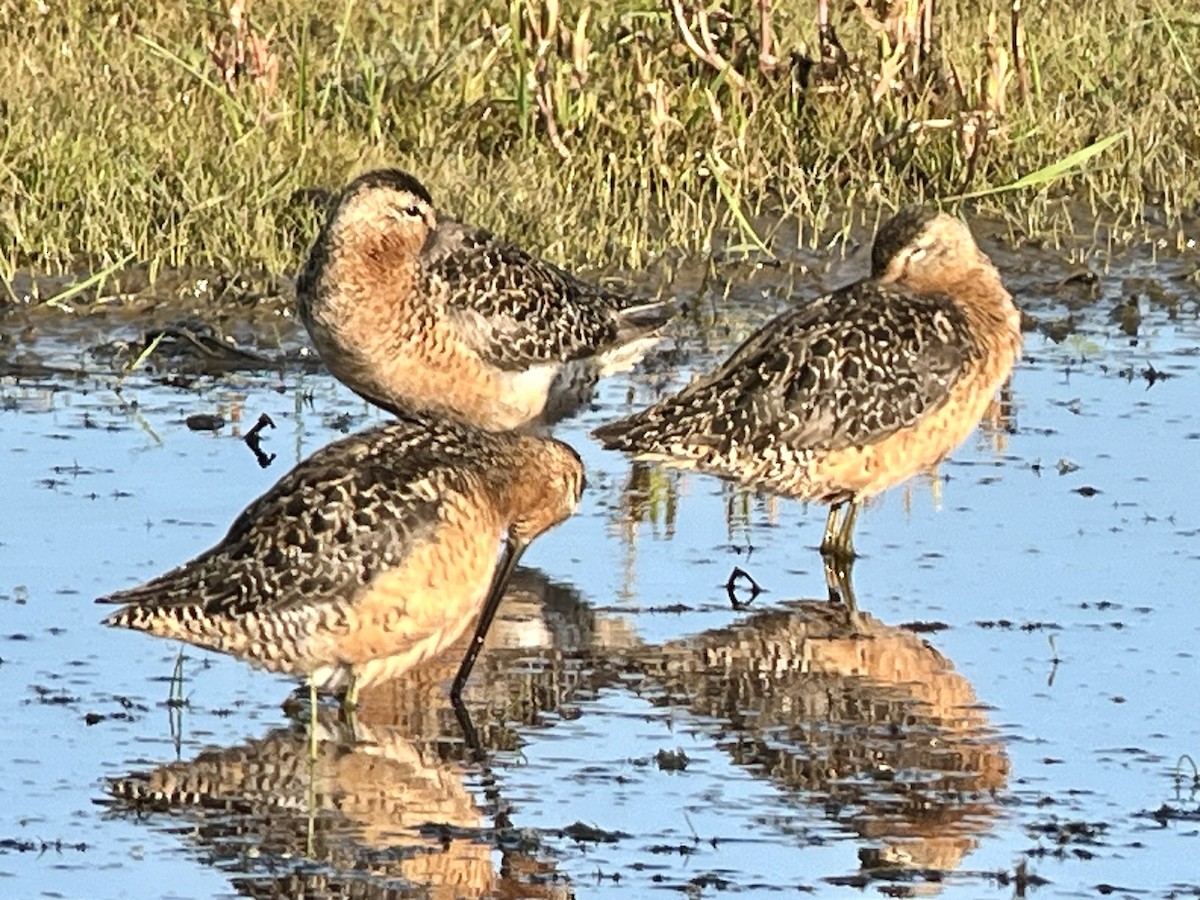 Long-billed Dowitcher - ML593724041