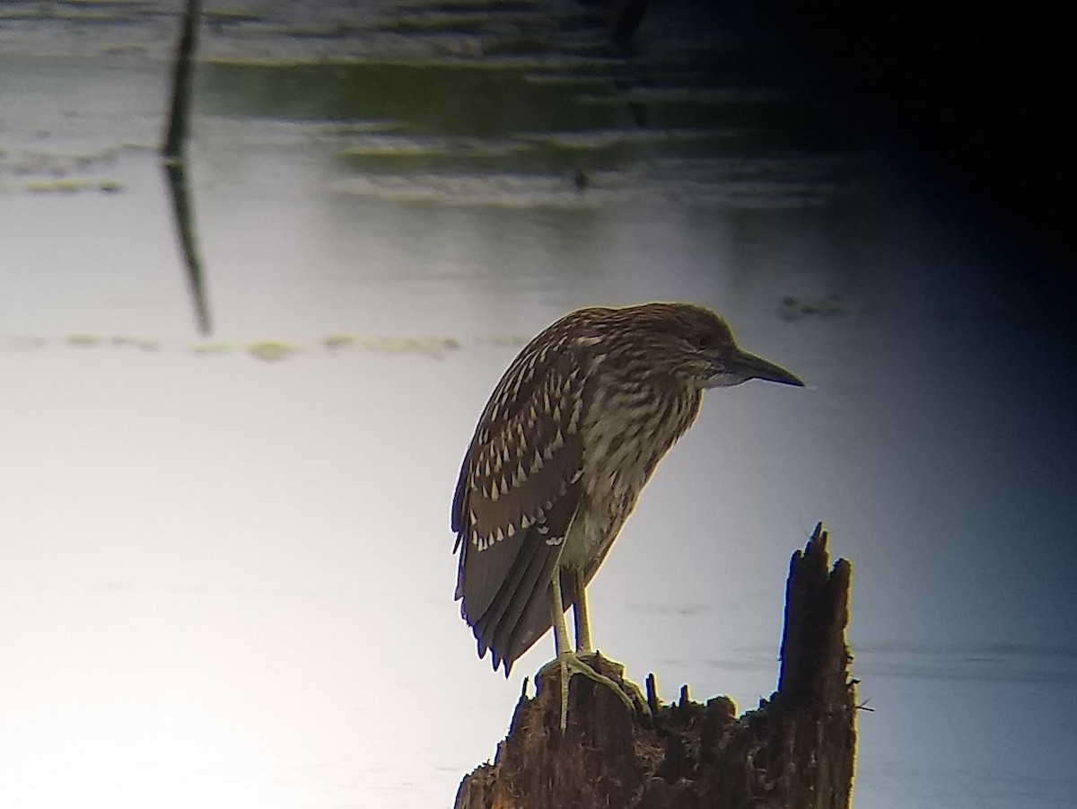 Black-crowned Night Heron - ML593724801