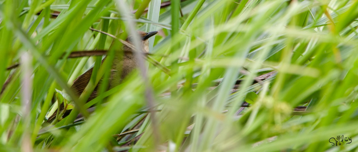 Sichuan Bush Warbler - ML593724991