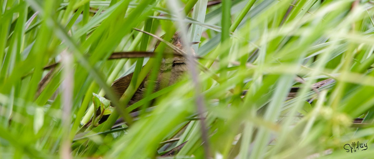Sichuan Bush Warbler - Xingyu Li