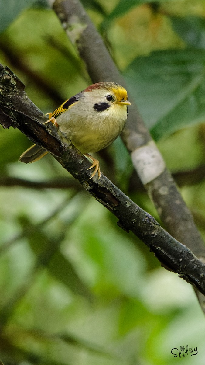 Gold-fronted Fulvetta - ML593725121