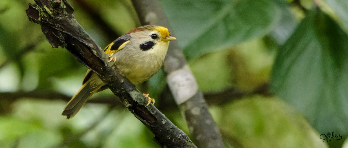 Gold-fronted Fulvetta - Xingyu Li