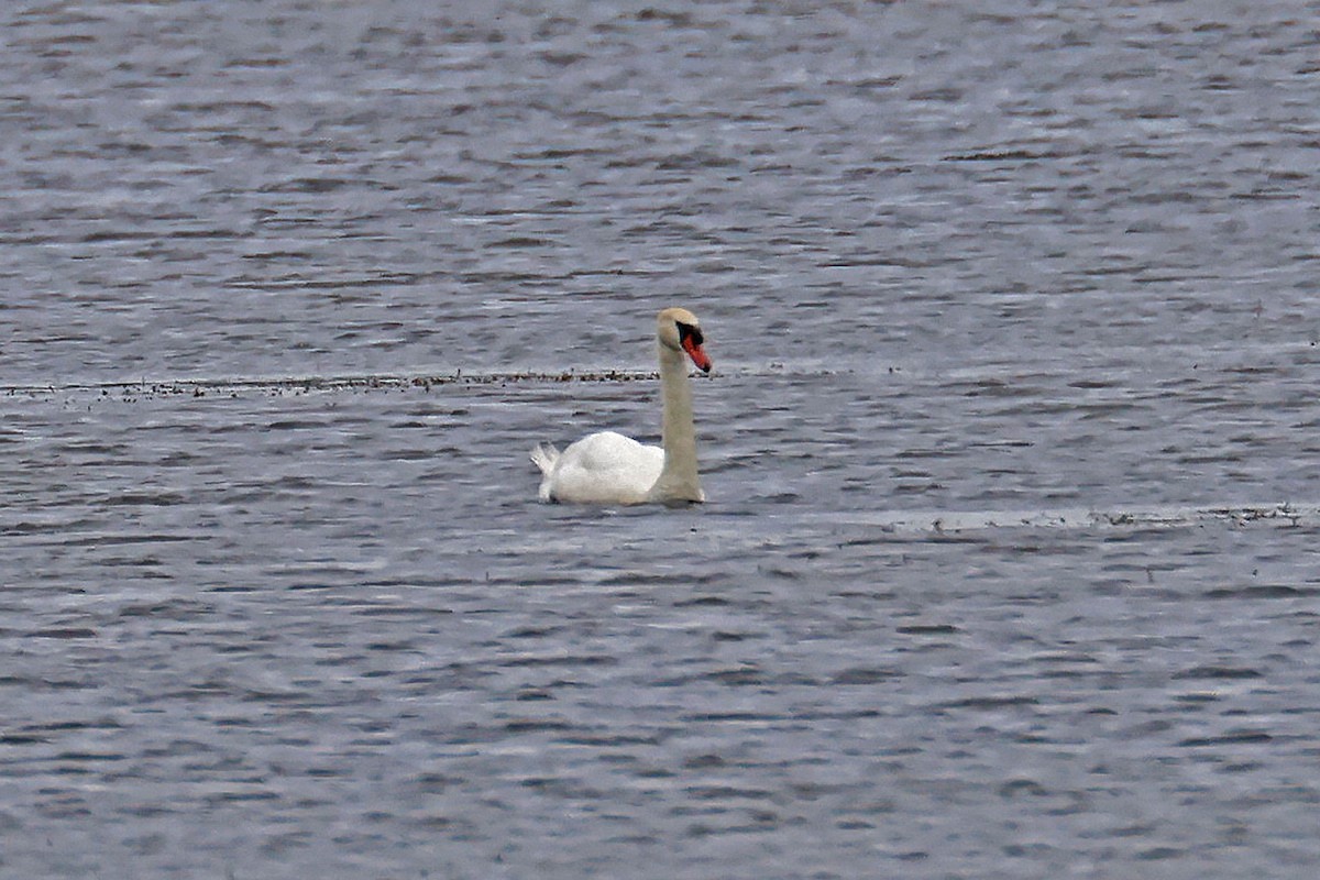 Höckerschwan - ML593725421