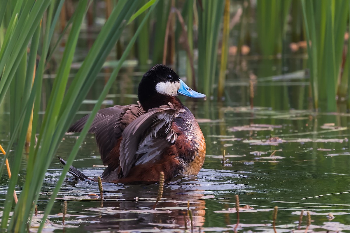 Ruddy Duck - ML593725701