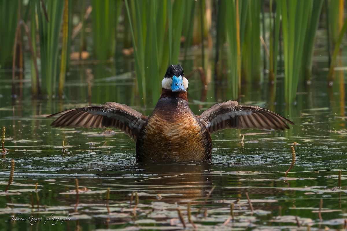 Ruddy Duck - ML593725711