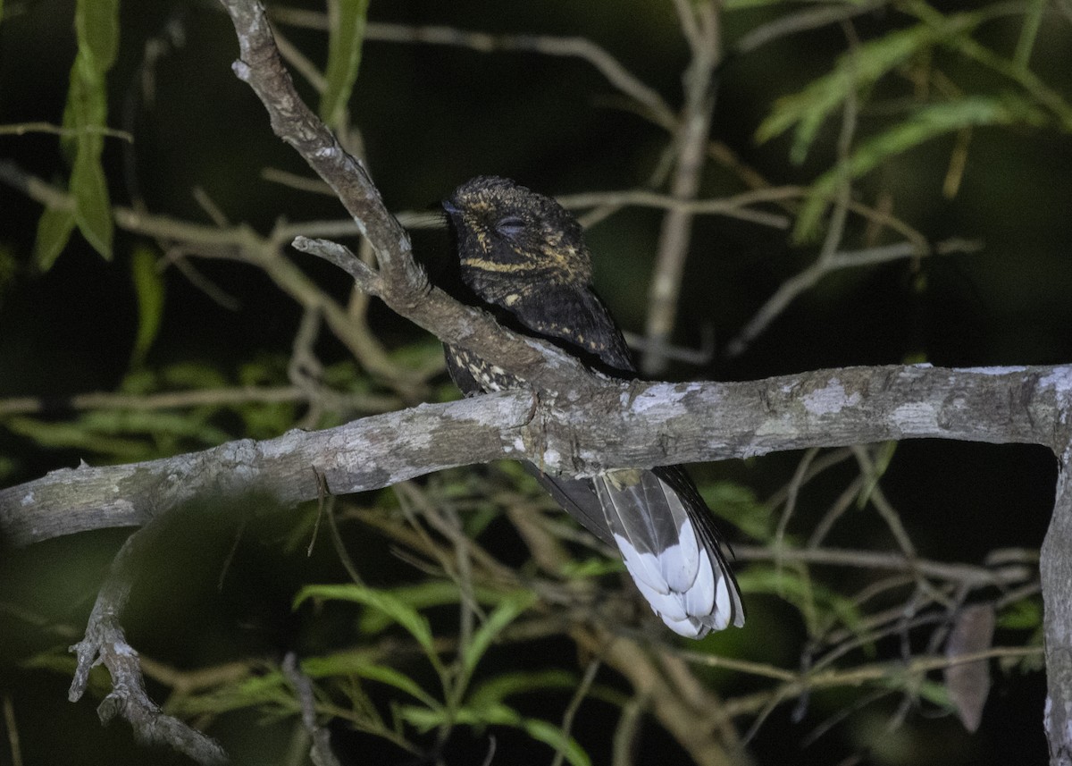 Silky-tailed Nightjar - Silvia Faustino Linhares